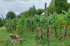 42-vinogradi